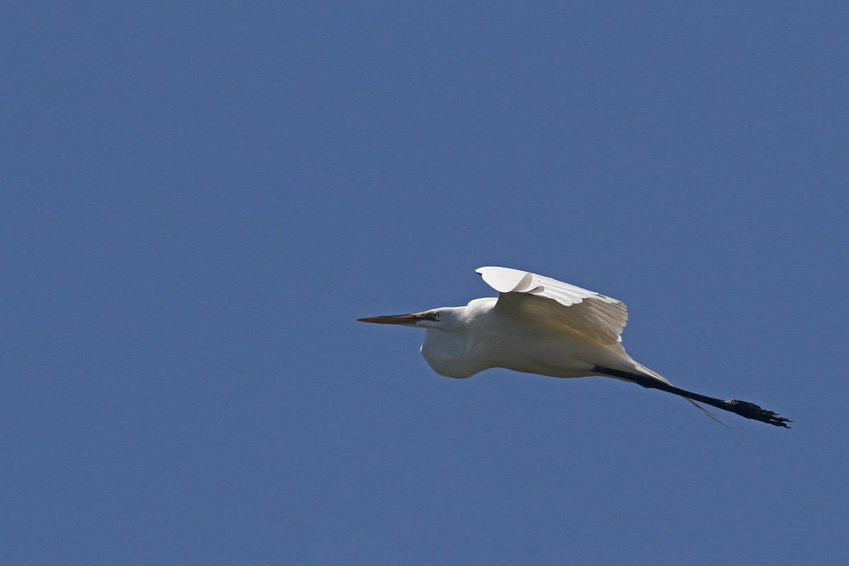 Great Egret - ML91108221