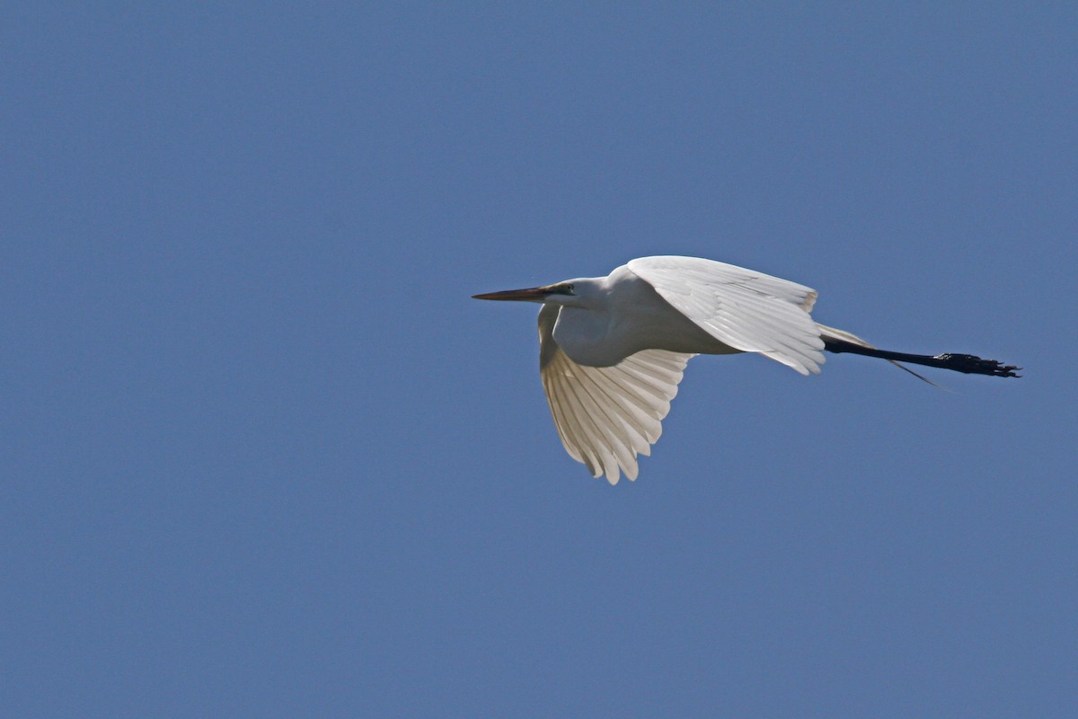 Great Egret - ML91108261