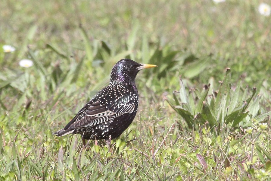 European Starling - ML91108871