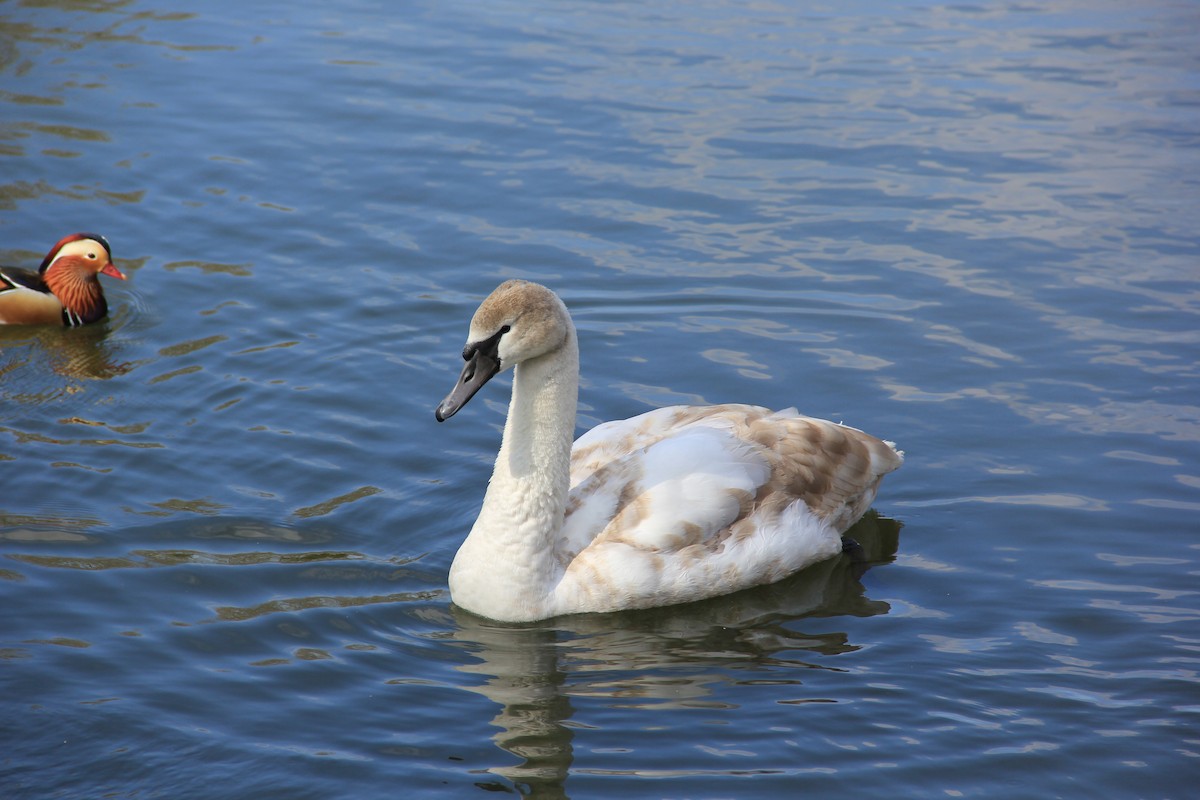 Mute Swan - Anthony  Popiel