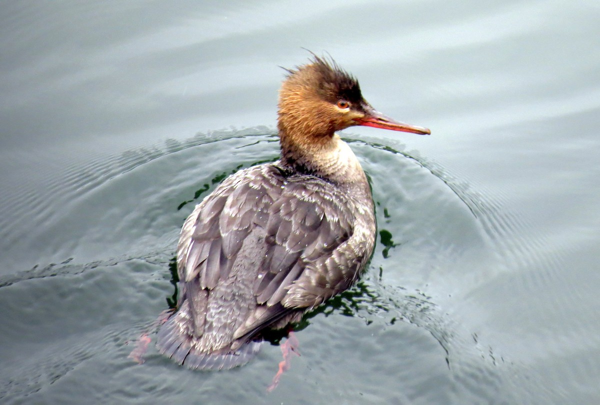 Red-breasted Merganser - ML91109571