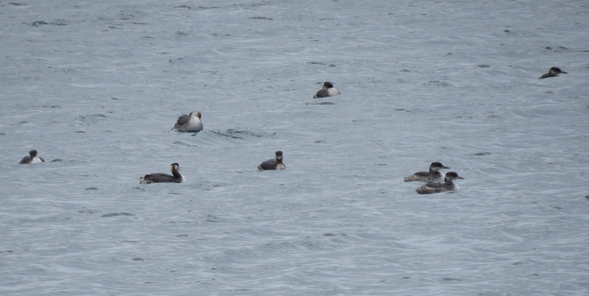 Red-necked Grebe - ML91109791