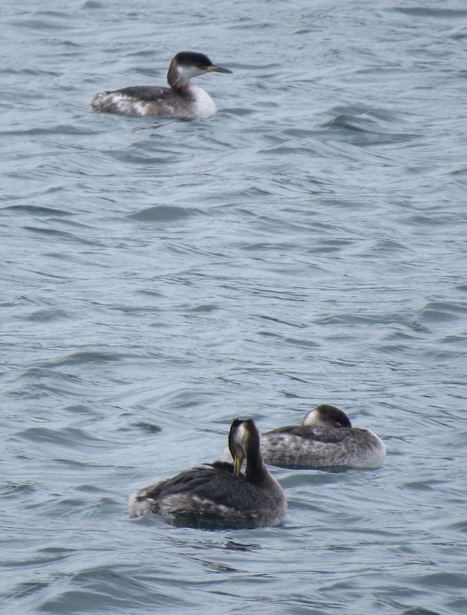 Red-necked Grebe - ML91109811