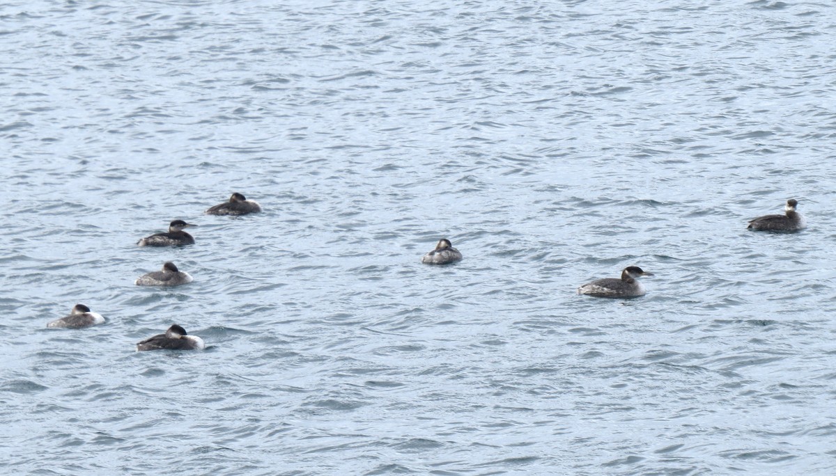Red-necked Grebe - Pat McKay