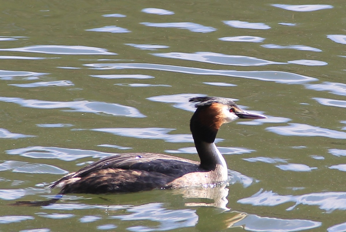 Great Crested Grebe - Anthony  Popiel