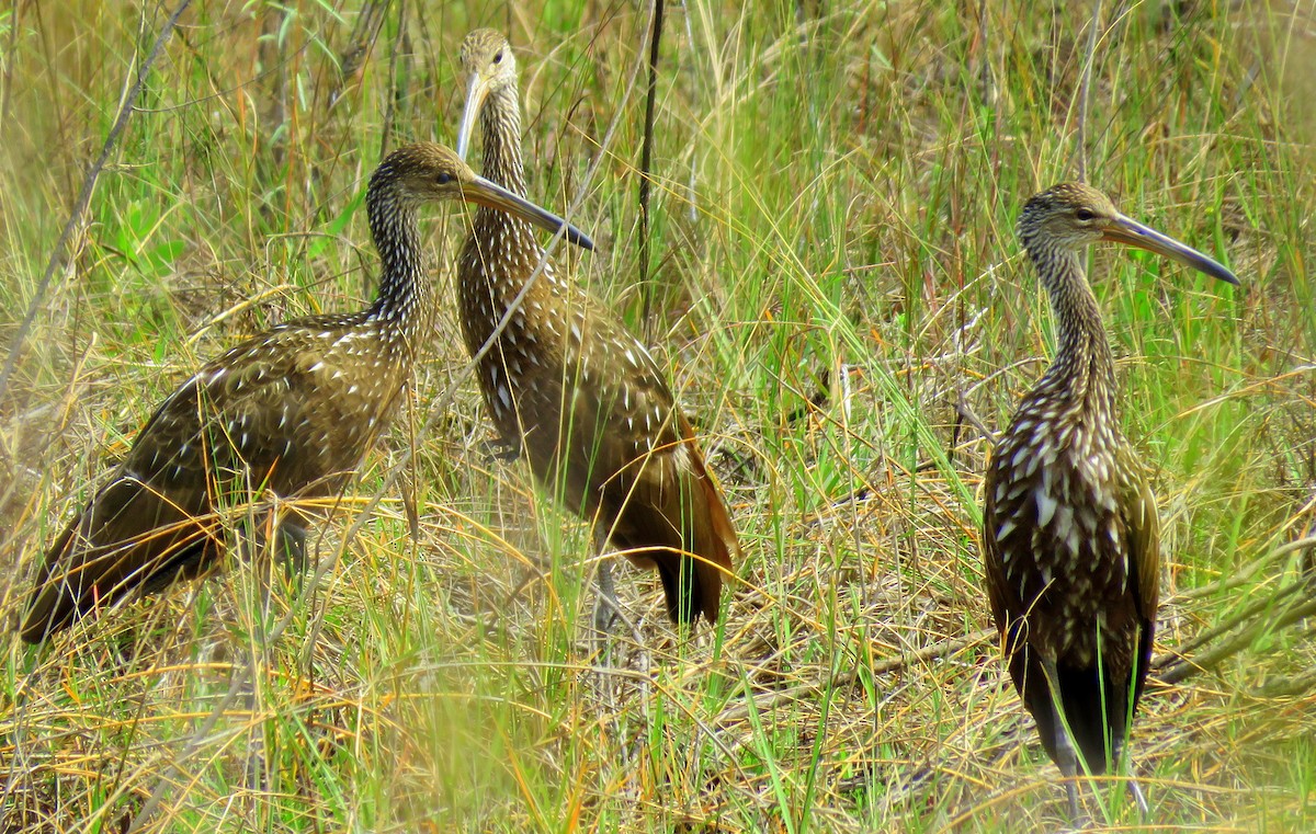 Limpkin - Joan Camp