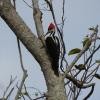Crimson-crested Woodpecker - Tarran Maharaj