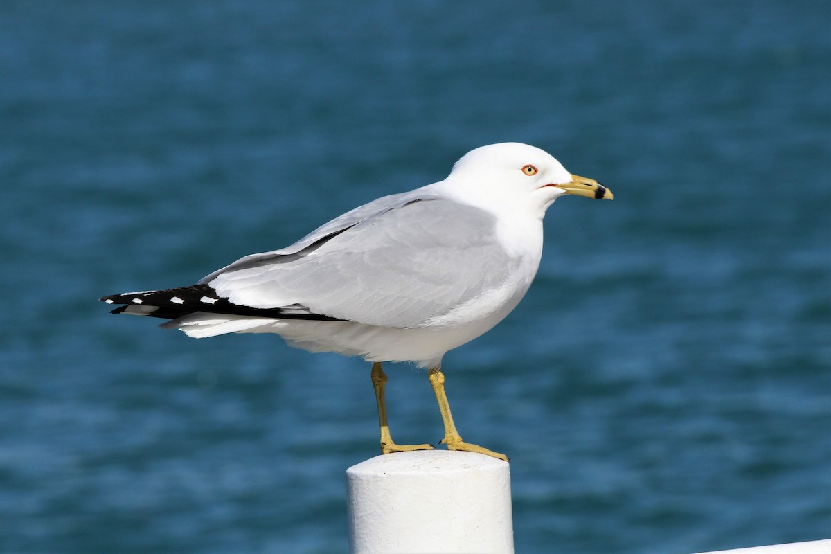 Ring-billed Gull - Sharon Nethercott