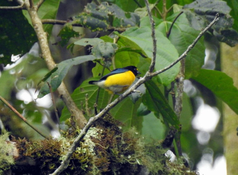 White-vented Euphonia - ML91115001