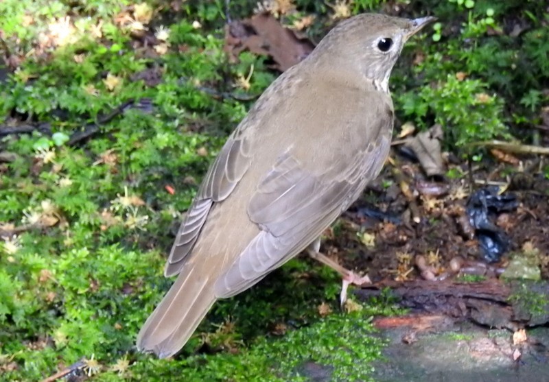 Gray-cheeked Thrush - ML91115291