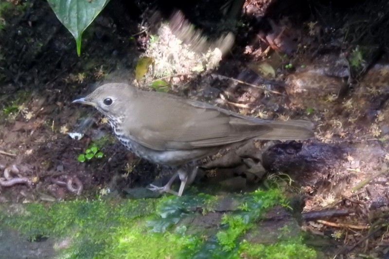 Gray-cheeked Thrush - ML91115351