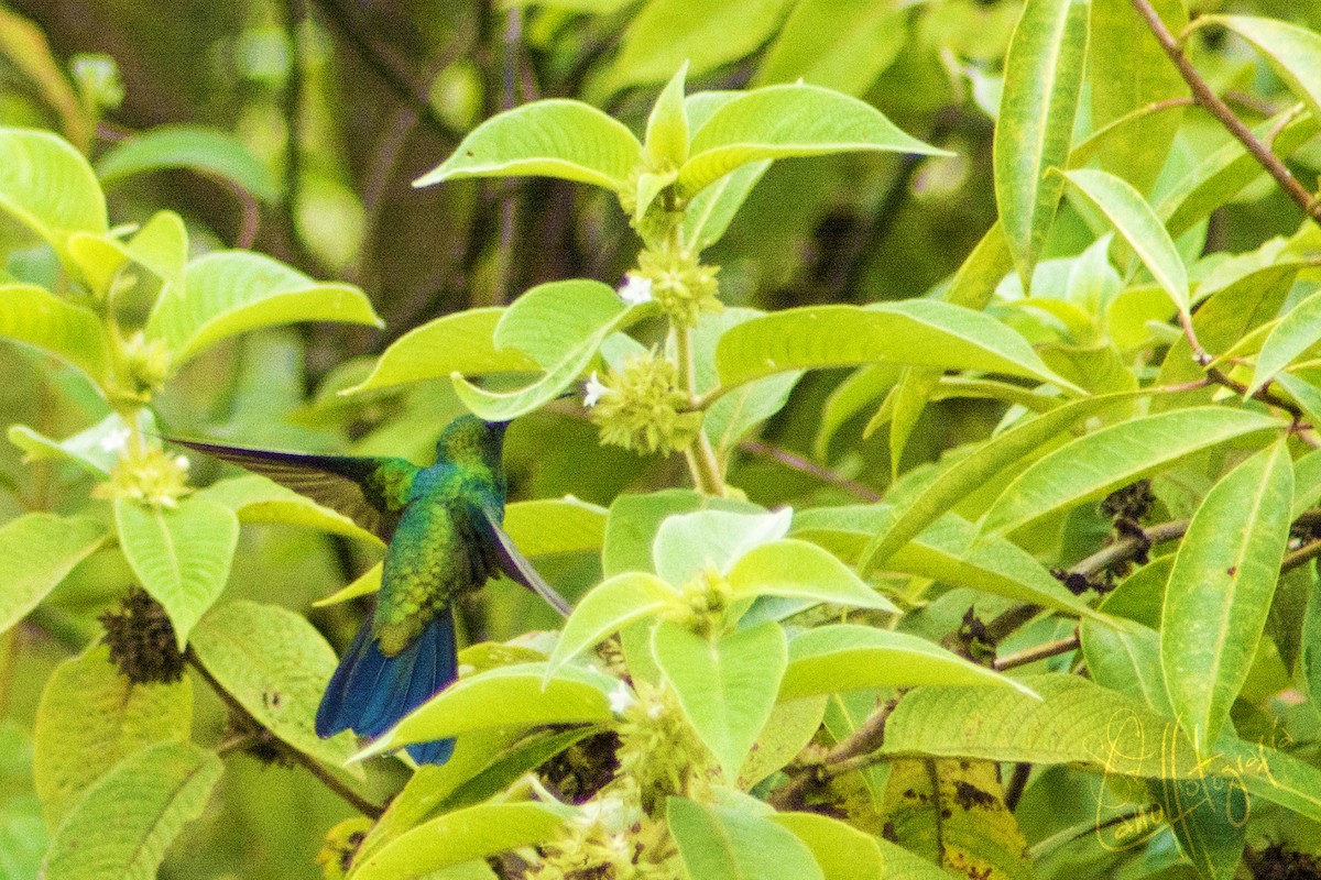 Colibri de Buffon - ML91115391