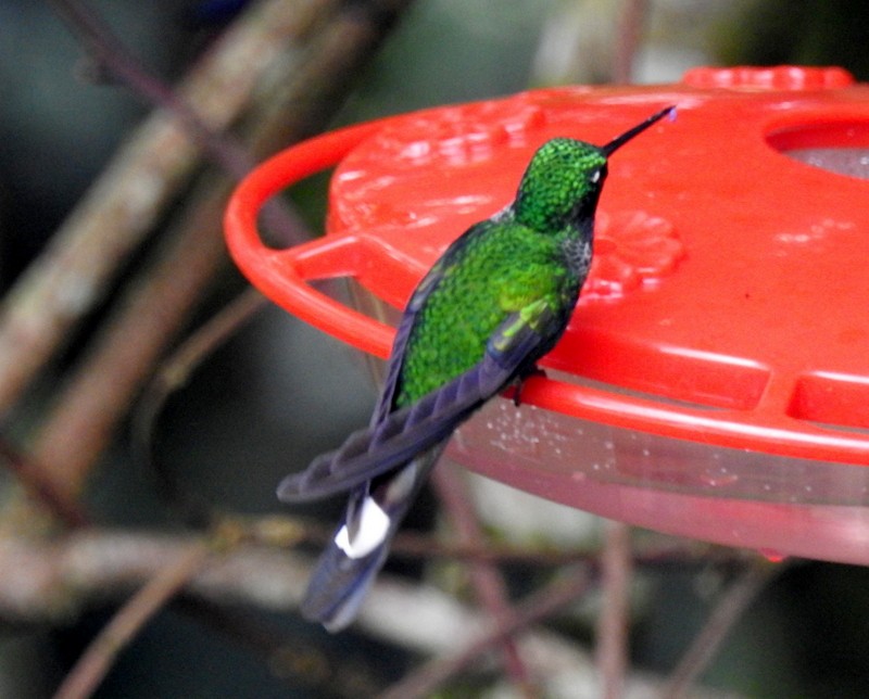 Colibri à sous-caudales rousses - ML91115721