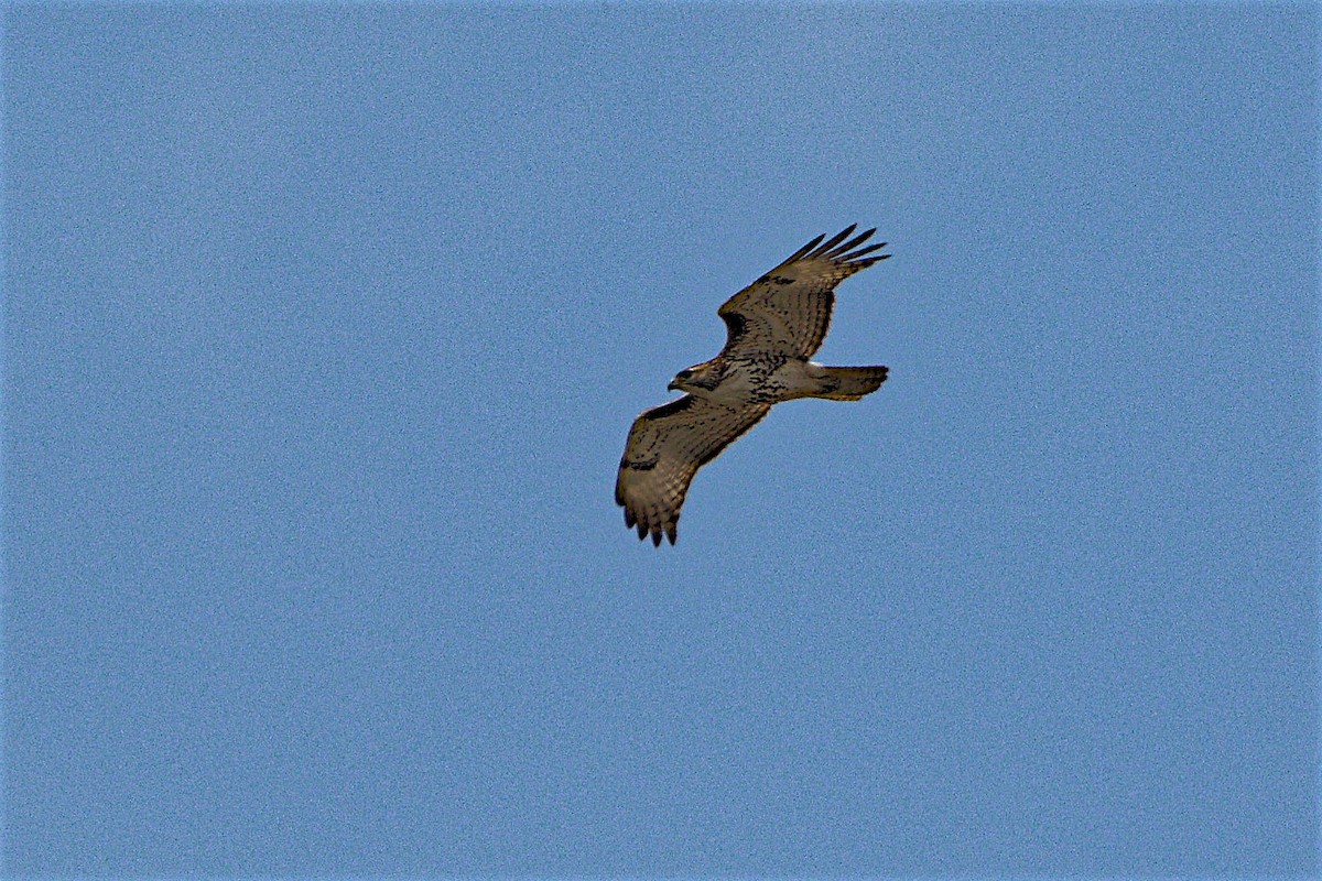 Red-tailed Hawk - ML91115871