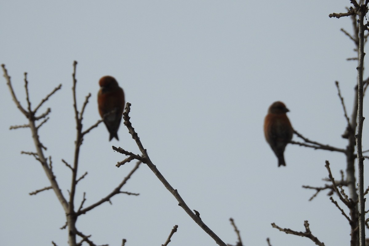 Red Crossbill (Ponderosa Pine or type 2) - ML91115901