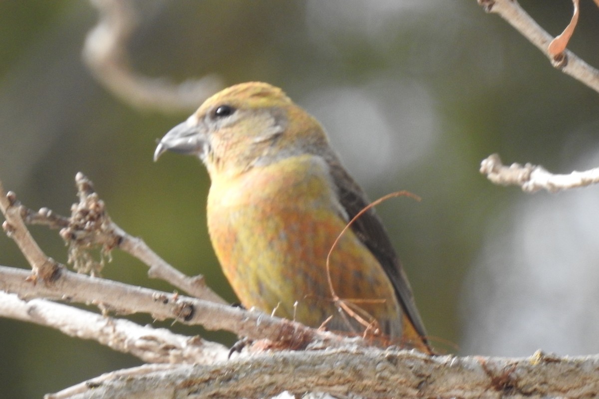 Red Crossbill (Ponderosa Pine or type 2) - ML91115931