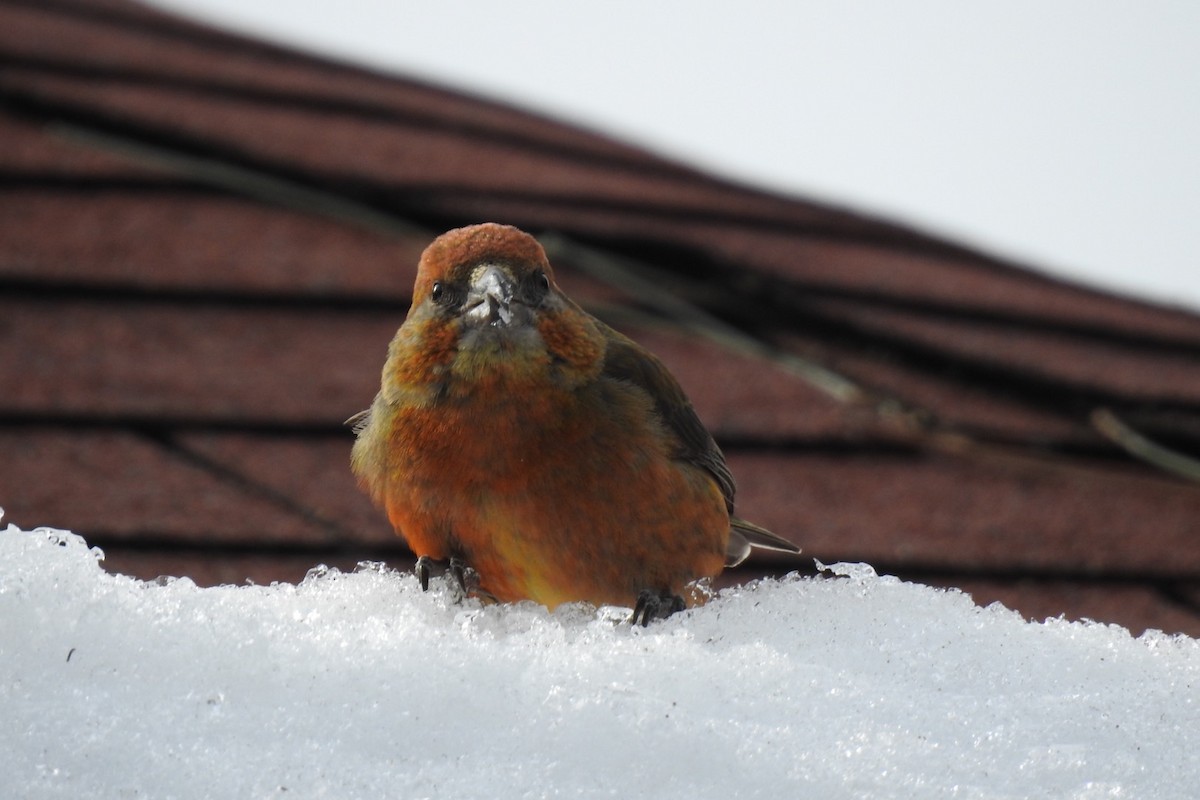 Red Crossbill (Ponderosa Pine or type 2) - ML91115951