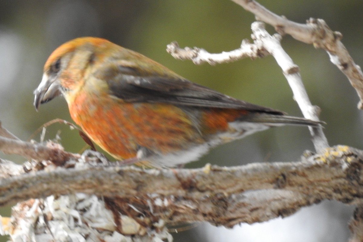 Red Crossbill (Ponderosa Pine or type 2) - ML91115961