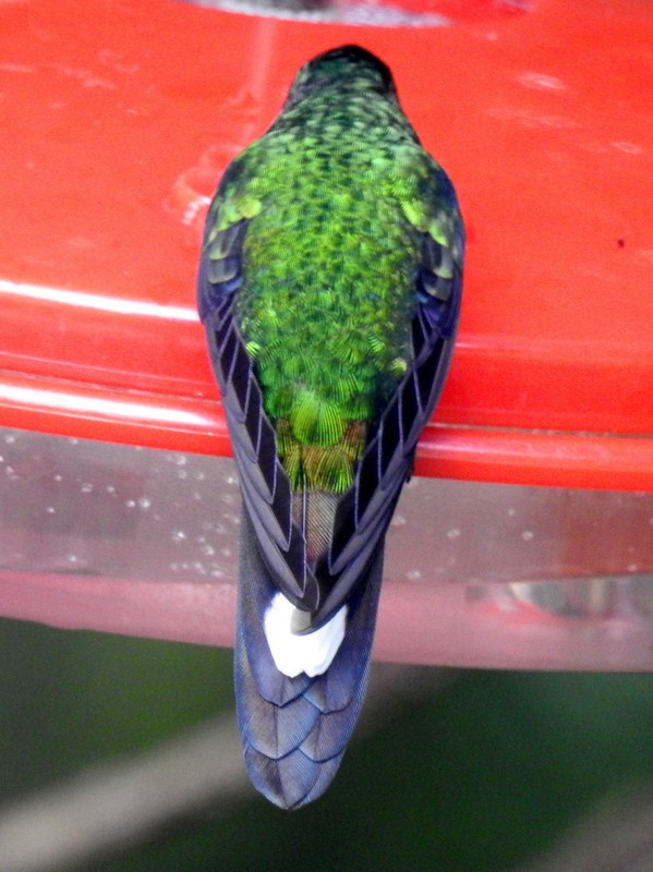 kolibřík rezavořitý - ML91115981