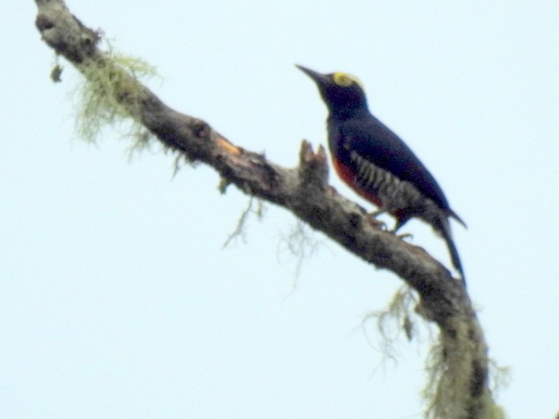 Yellow-tufted Woodpecker - ML91116131