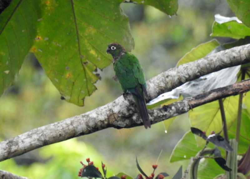 Maroon-tailed Parakeet - ML91116331