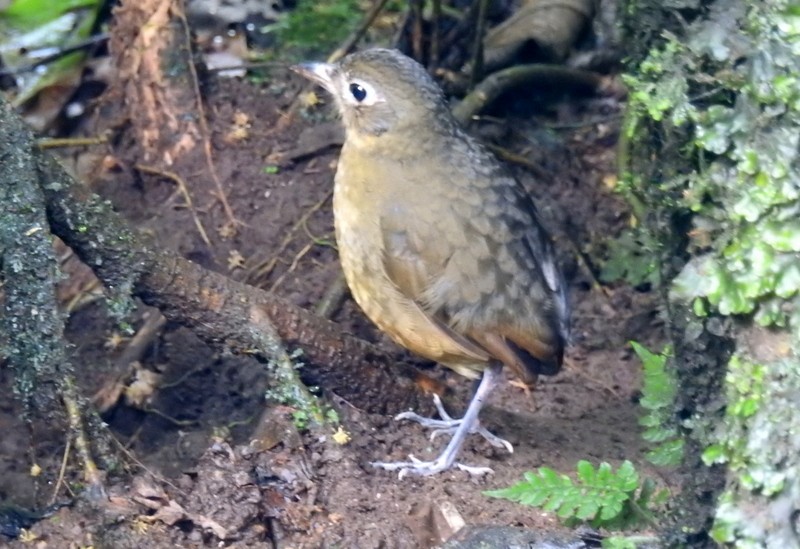 Plain-backed Antpitta - ML91116811