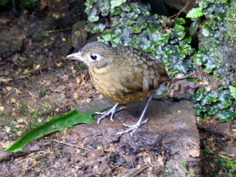 Plain-backed Antpitta - ML91116821