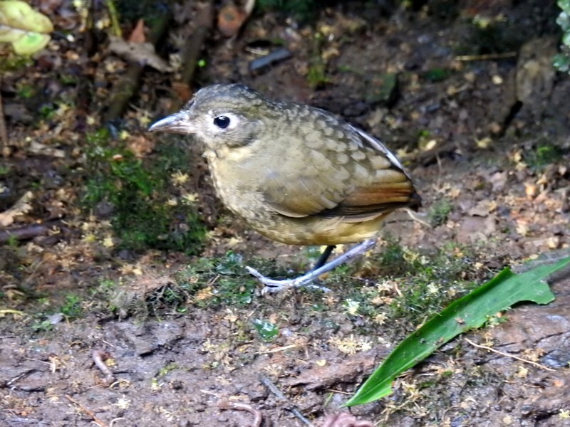 Plain-backed Antpitta - ML91116831