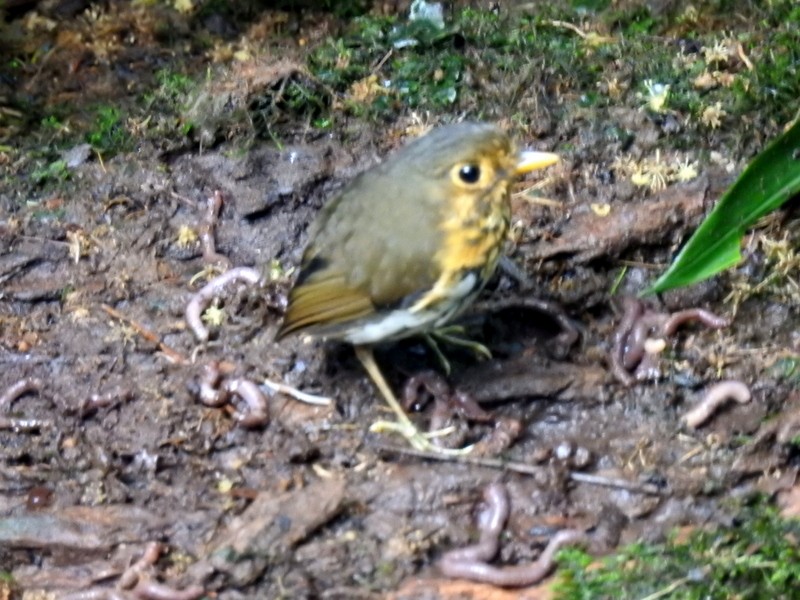 Ochre-breasted Antpitta - ML91116991