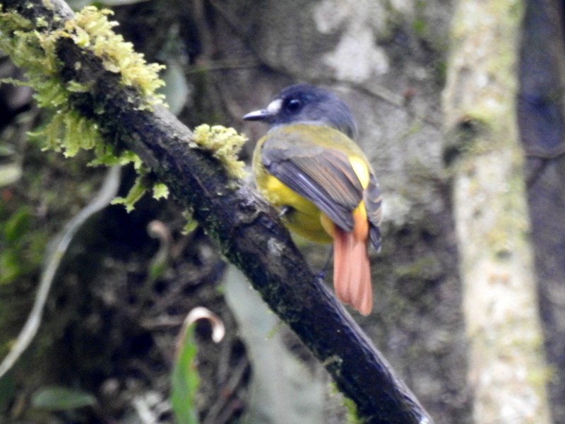 Ornate Flycatcher - bob butler