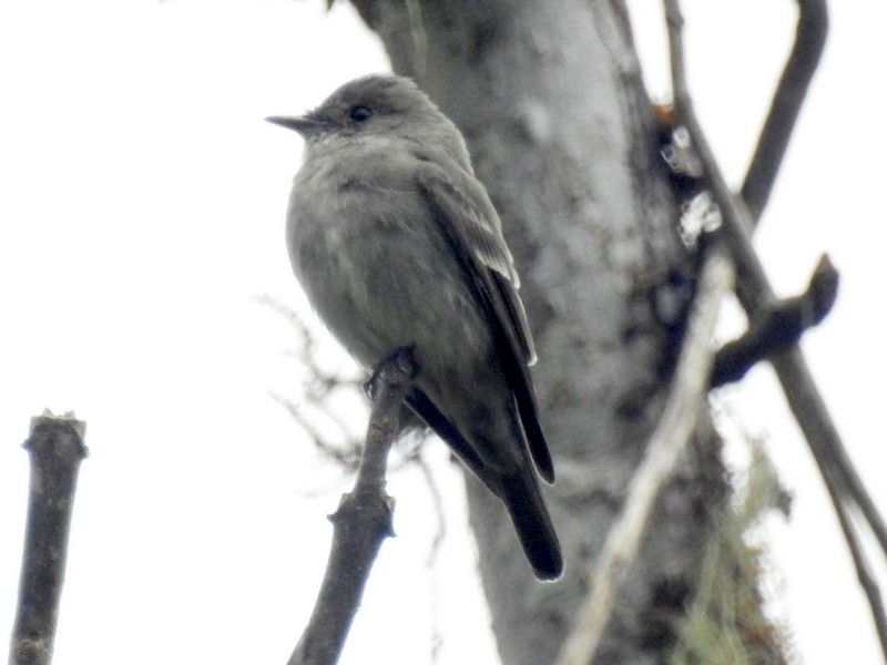 Western Wood-Pewee - bob butler