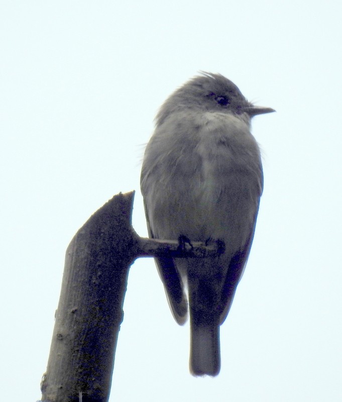 Western Wood-Pewee - ML91117201