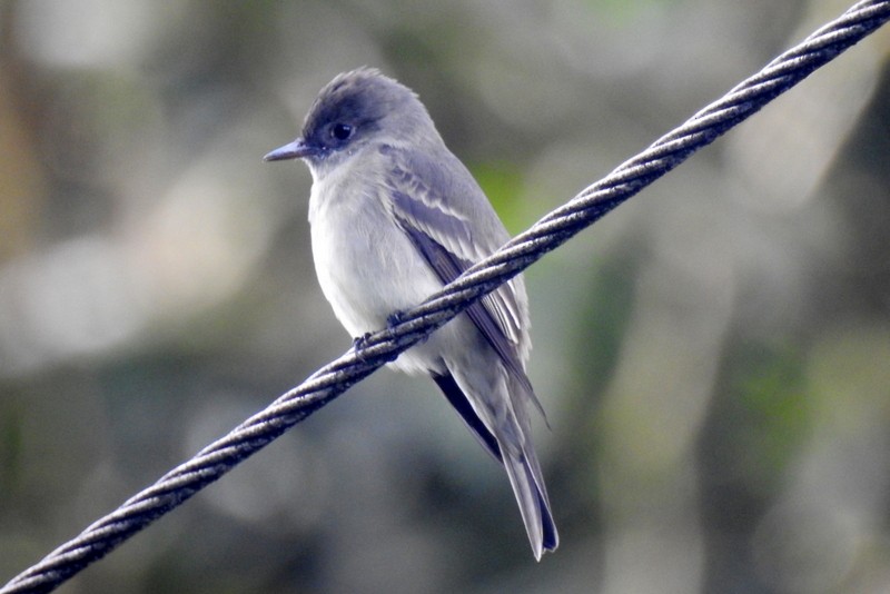 Western Wood-Pewee - ML91117231