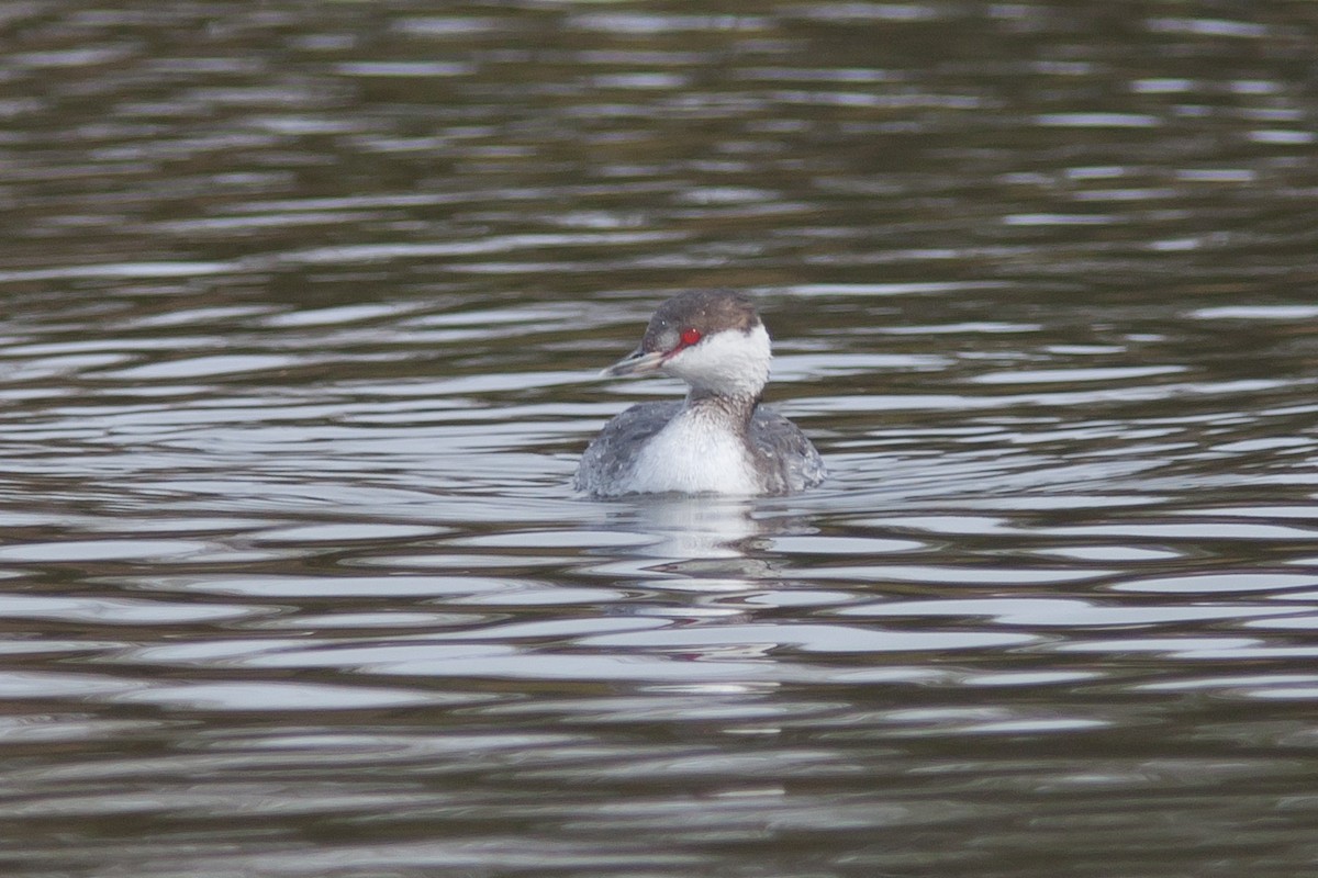 Horned Grebe - ML91117271