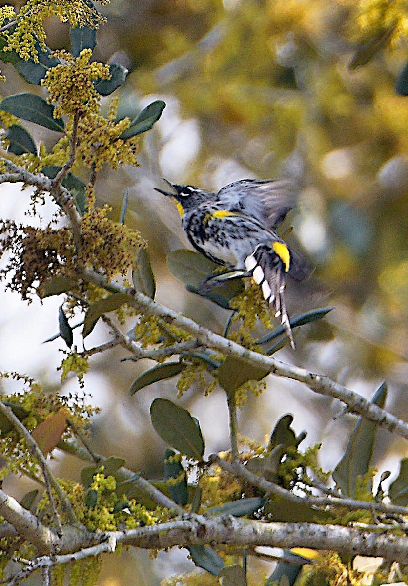 Yellow-rumped Warbler (Audubon's) - ML91117461