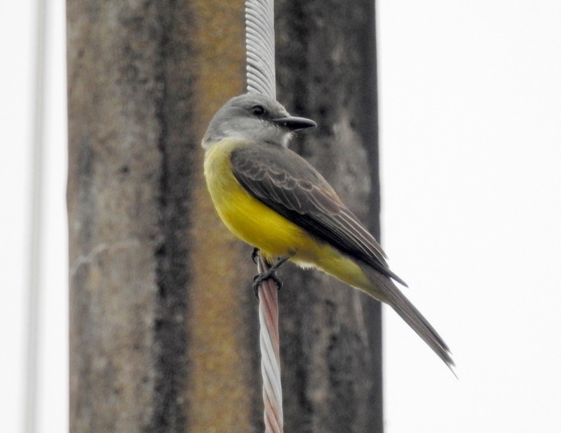 Tropical Kingbird - ML91117541