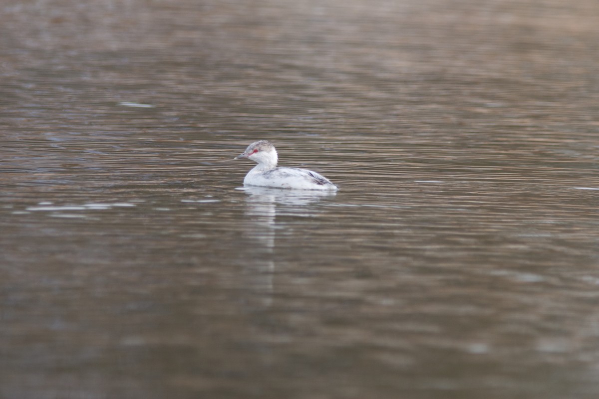 Horned Grebe - ML91117751