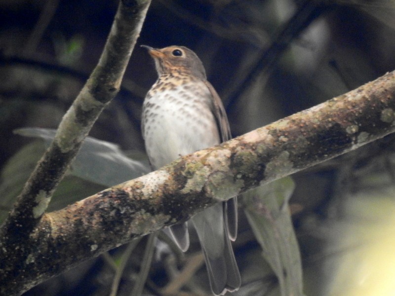 Swainson's Thrush - ML91117911