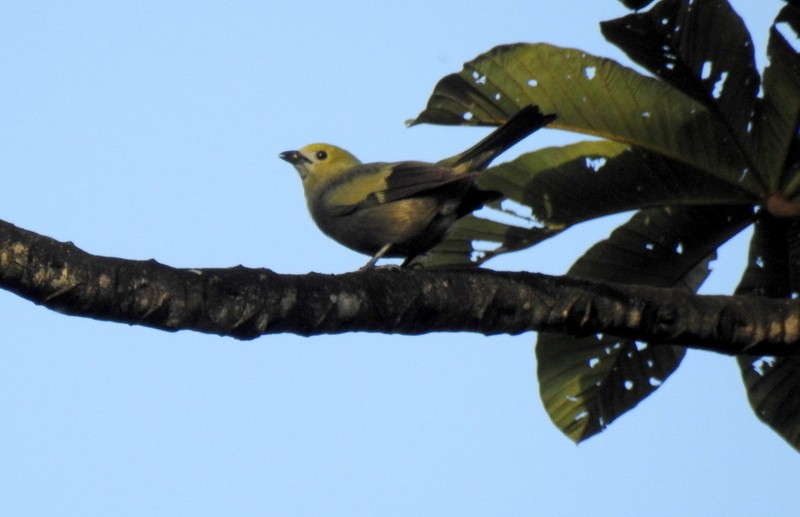 Palm Tanager - ML91118221