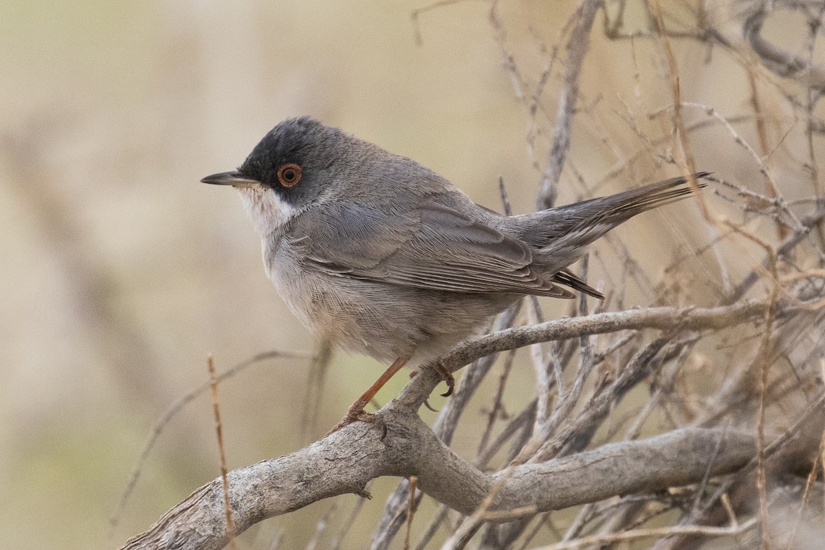 Menetries's Warbler - James Kennerley