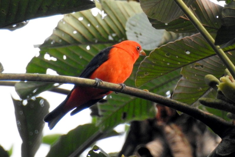 Scarlet Tanager - ML91118331