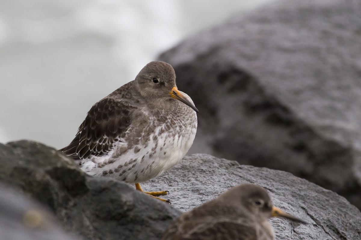 Purple Sandpiper - Liam Wolff