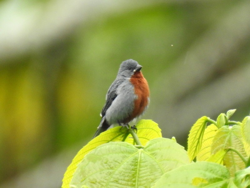 Chestnut-bellied Seedeater - ML91119511