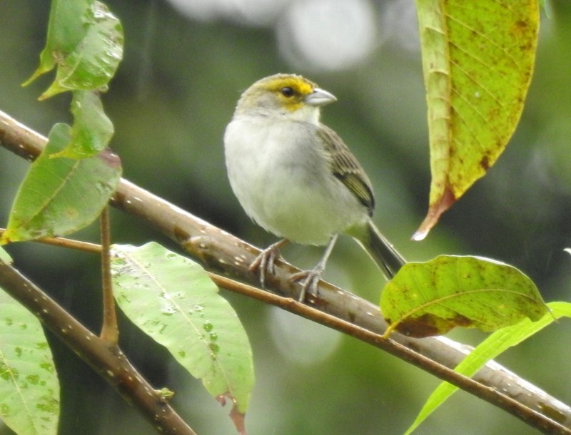Yellow-browed Sparrow - ML91119571