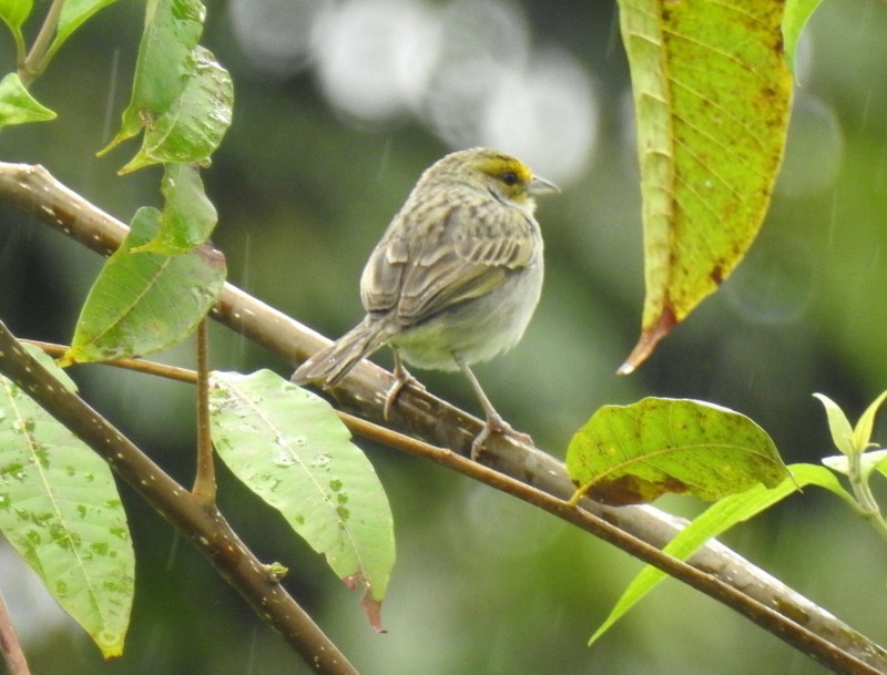 Yellow-browed Sparrow - ML91119581