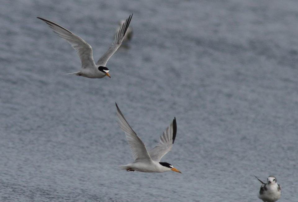 Least Tern - ML91120251