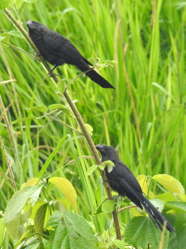 Smooth-billed Ani - ML91120371