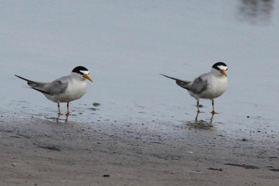 Least Tern - ML91120461