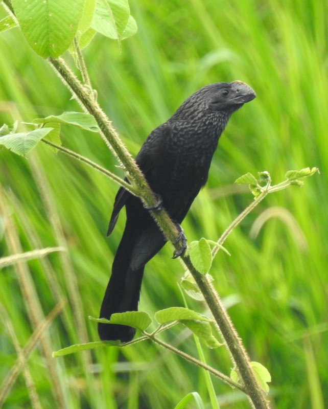 Smooth-billed Ani - ML91120911