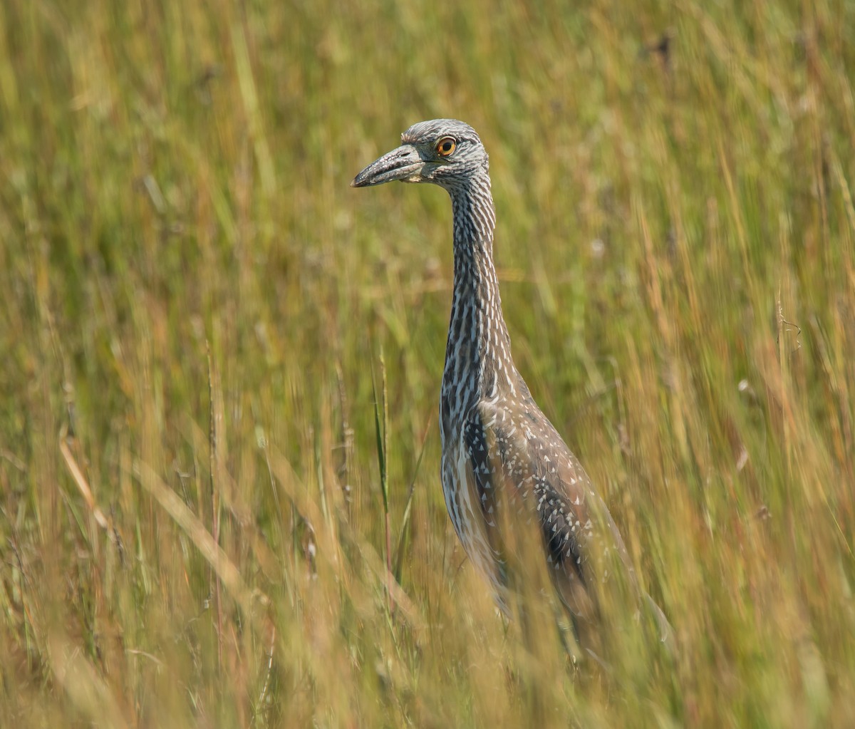 Yellow-crowned Night Heron - Peggy Scanlan